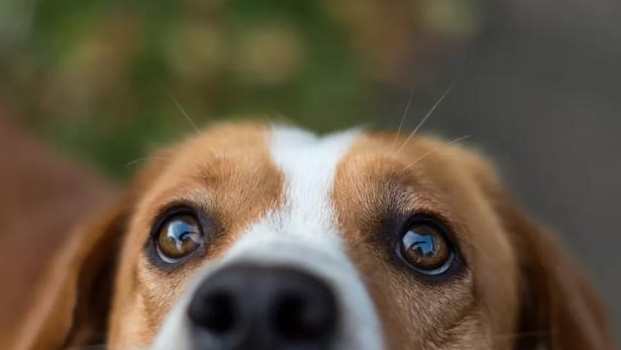 狗狗眼睛過敏治療