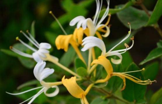 金銀花外敷功效