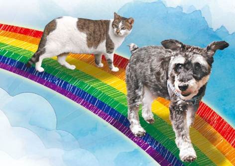 如何處理寵物離世情緒