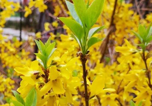 連翹金銀花副作用