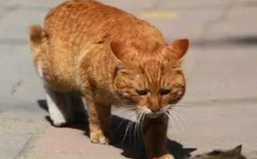 死掉流浪貓處理方法