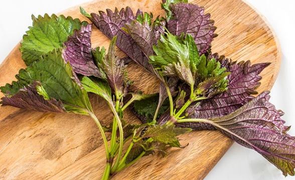 紫蘇草使用方法