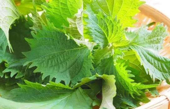 紫蘇草使用方法