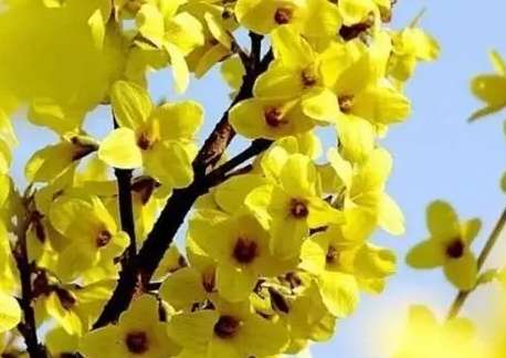 連翹金銀花功效