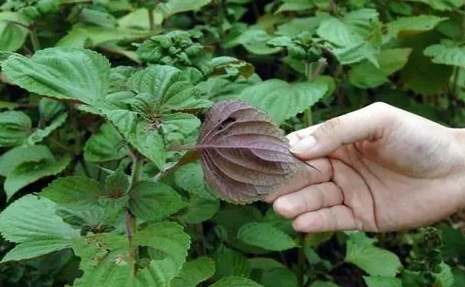 紫蘇功效與用法