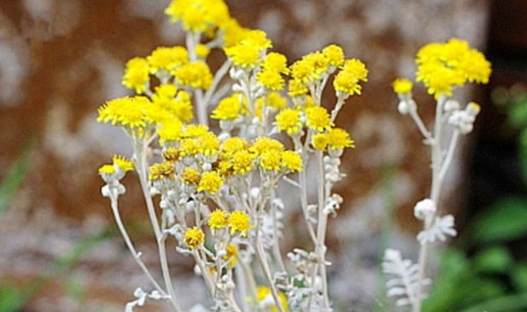 銀菊露痘痘治療