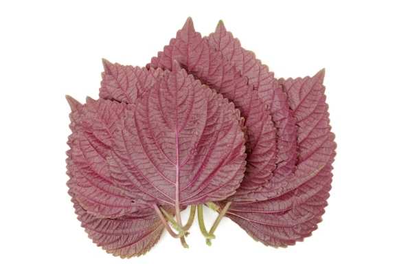 紅紫蘇好處