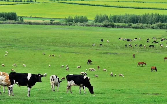 呼倫貝爾大草原
