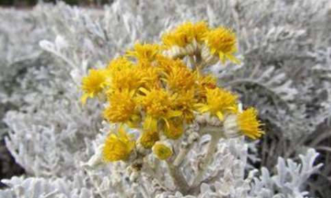 銀菊露痘痘治療