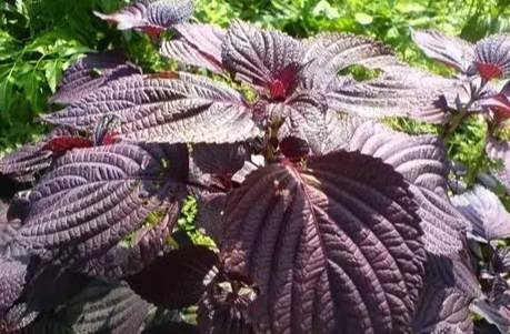 紫蘇功效與用法