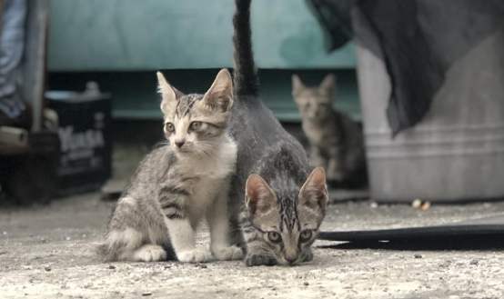 流浪貓屍體處理