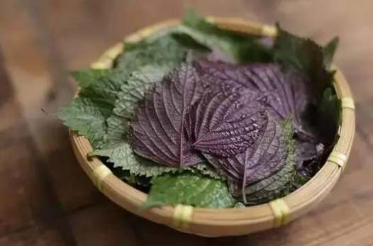 紫蘇葉副作用