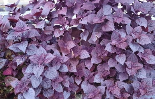 紅紫蘇使用方法