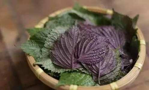 紫蘇葉禁忌