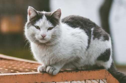 死掉流浪貓處理方法
