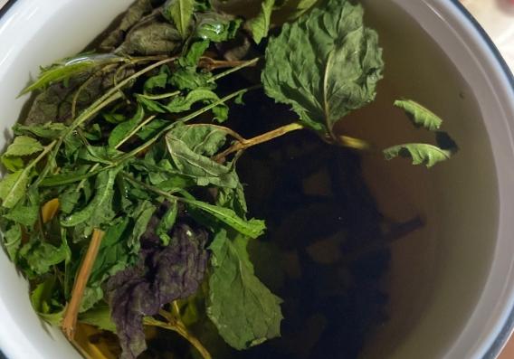 紫蘇薄荷檸檬茶做法