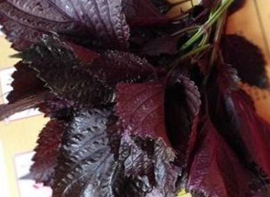 紫蘇葉食用安全