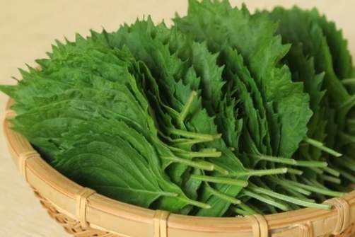 紫蘇葉過量風險