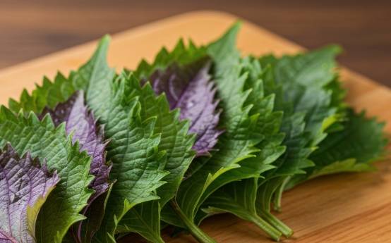 紫蘇草使用方法