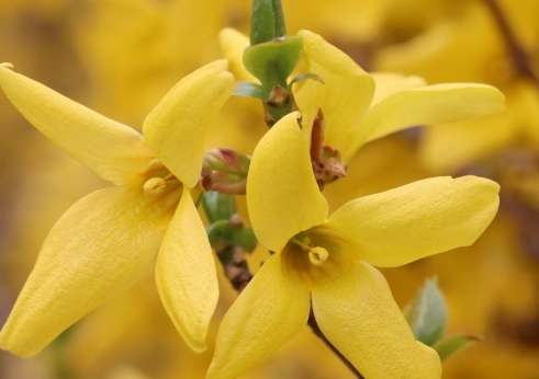 連翹金銀花功效