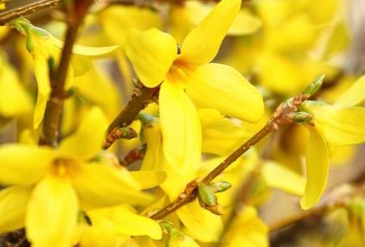 連翹金銀花功效