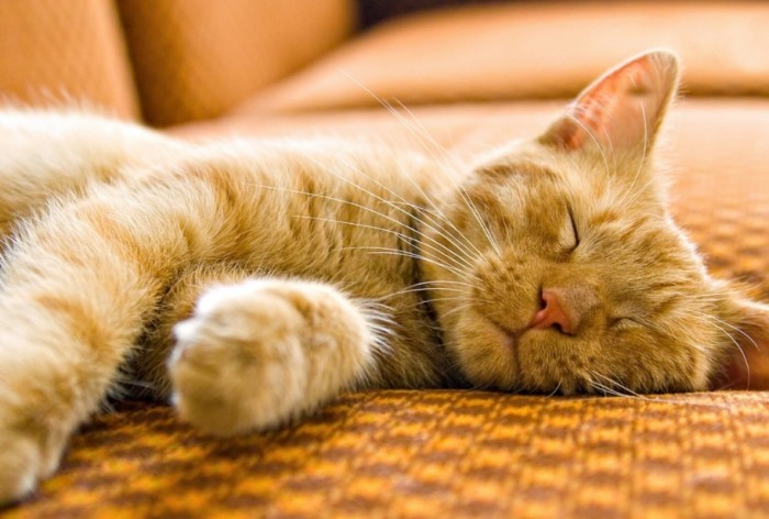 貓貼著人睡好處