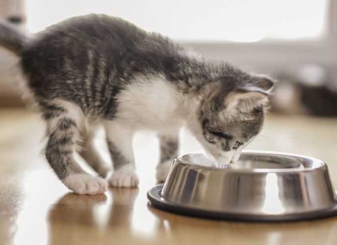 幼貓貓糧怎麼選