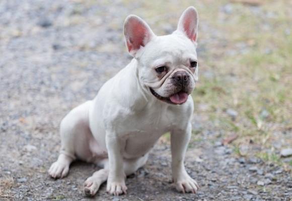 法国斗牛犬饲养