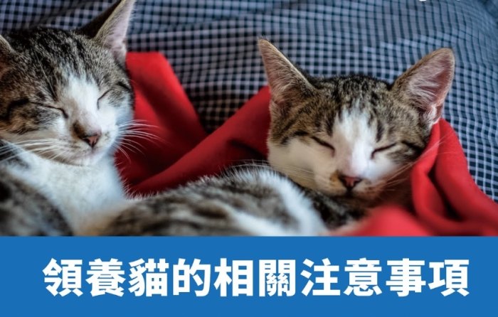 領養貓咪準備物品