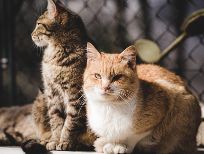 公貓結紮最佳時間