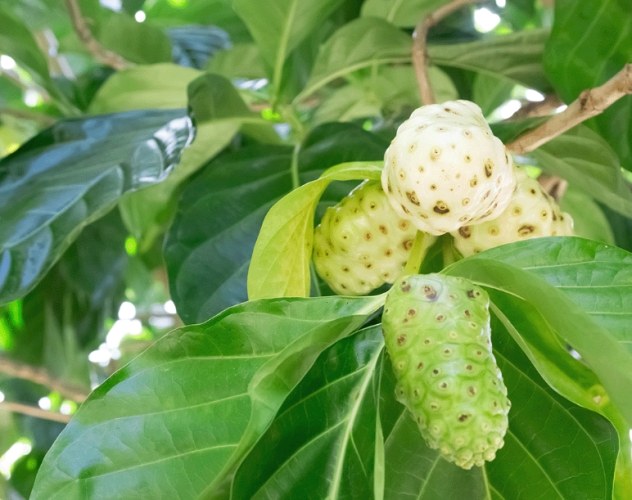 神奇諾麗使用心得