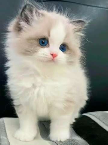 布偶貓價格因素