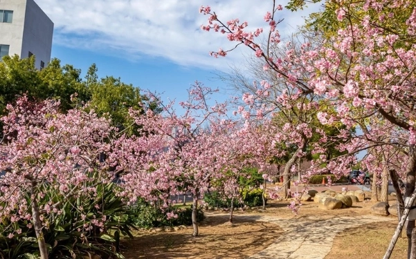台中櫻花季