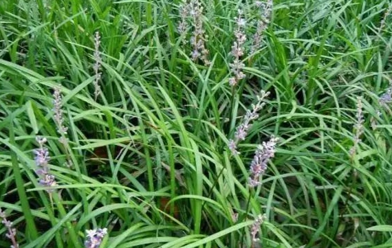 中草藥血糖控制