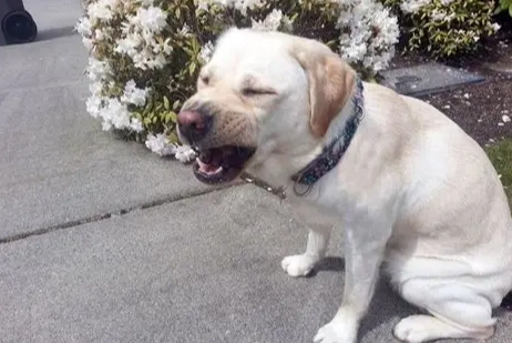 狗狗打噴嚏原因