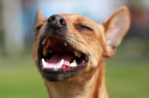 狗狗打噴嚏原因