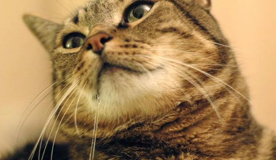 貓咪流口水原因