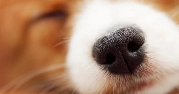 狗狗鼻塞居家護理