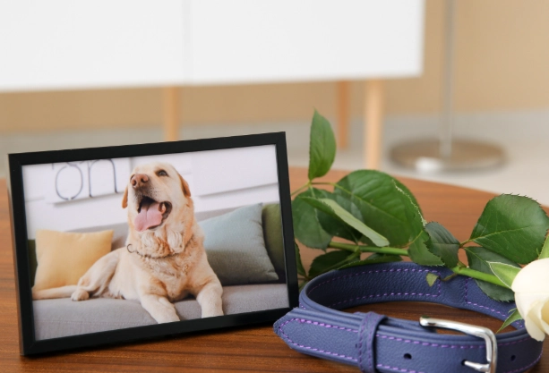 如何面對寵物死亡