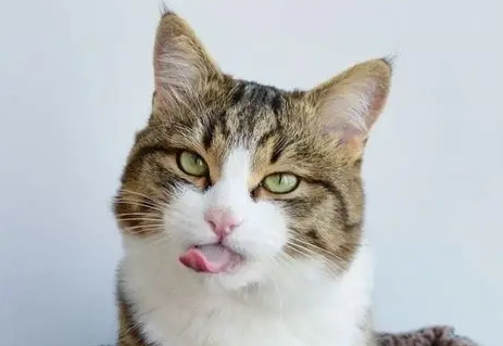 貓咪流口水原因