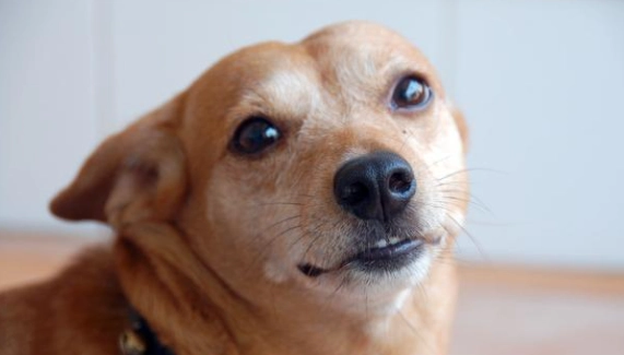 狗狗打噴嚏原因