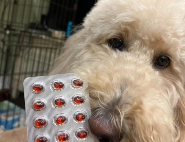 狗狗保健食品年齡