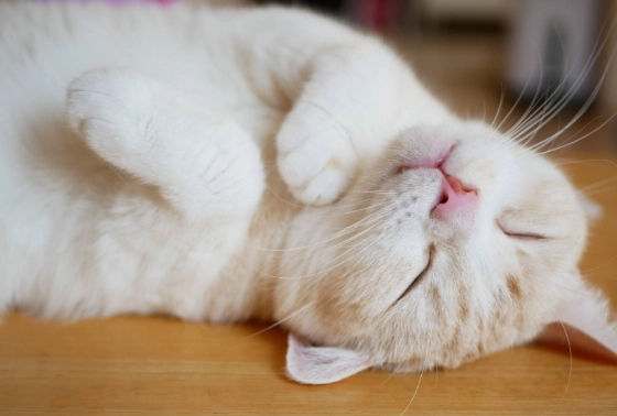 貓咪睡眠行為