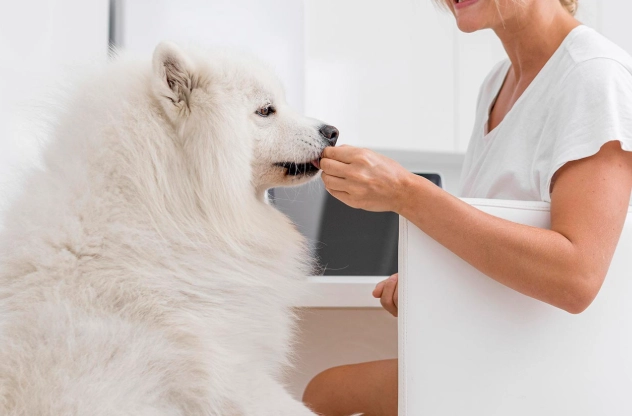 狗狗何時吃保健食品