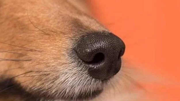 狗狗鼻塞居家護理