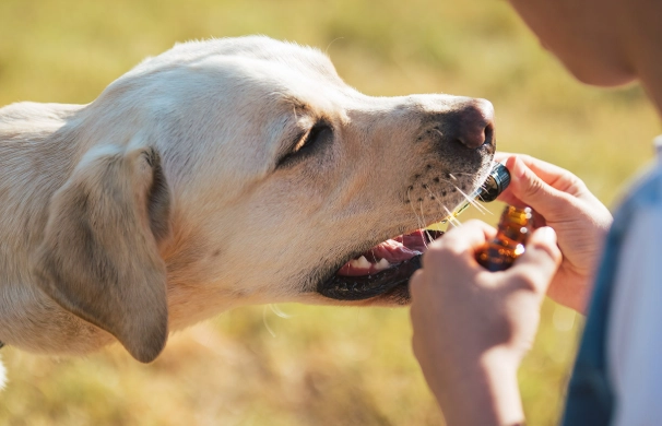 寵物保健食品開始時間