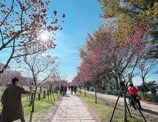 台中櫻花季