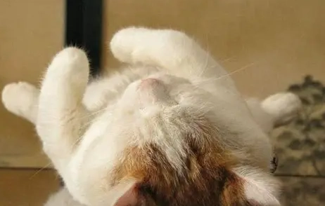 寵物貓親密互動