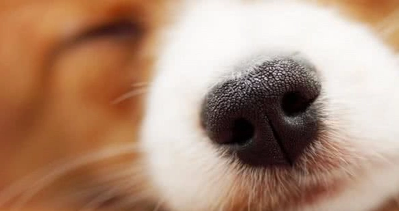 狗鼻子不通
