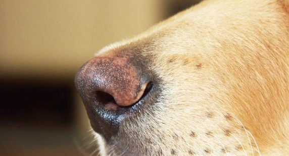 狗鼻塞治療